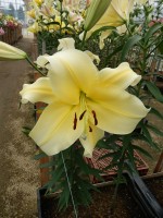 [4157 Big Brother Mak No02.JPG]